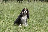CAVALIER KING CHARLES 020